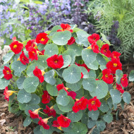 Capucine naine Baby Red