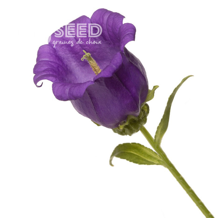 Campanule medium F1 Big Ben Deep Blue (graines enrobées)