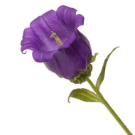 Campanule medium F1 Big Ben Deep Blue (graines enrobées)