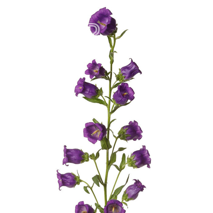 Campanule medium F1 Big Ben Deep Blue (graines enrobées)