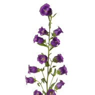 Campanule medium F1 Big Ben Deep Blue (graines enrobées)