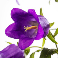 Campanule medium F1 Big Ben Deep Blue (graines enrobées)