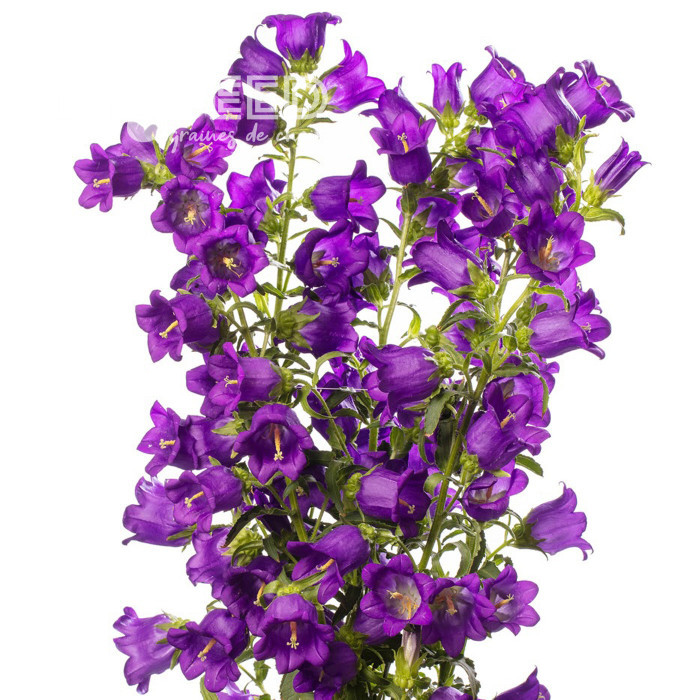 Campanule medium F1 Big Ben Deep Blue (graines enrobées)