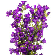 Campanule medium F1 Big Ben Deep Blue (graines enrobées)