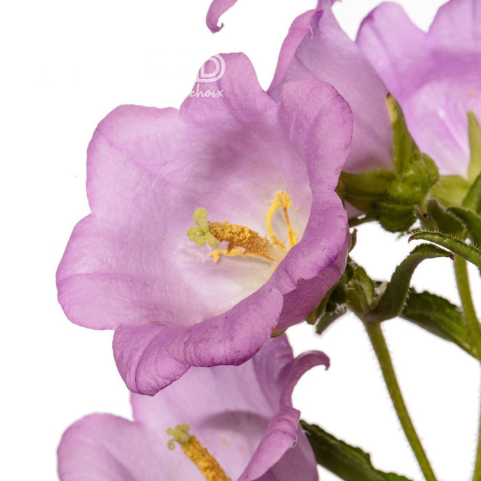 Campanule medium F1 Big Ben Lavender (graines enrobées)