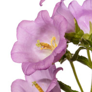 Campanule medium F1 Big Ben Lavender (graines enrobées)