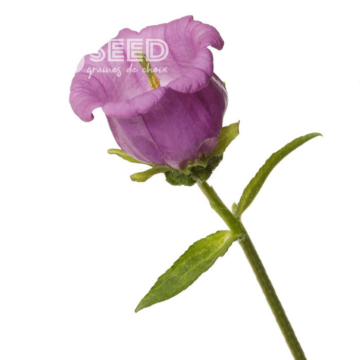 Campanule medium F1 Big Ben Lavender (graines enrobées)