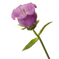 Campanule medium F1 Big Ben Lavender (graines enrobées)
