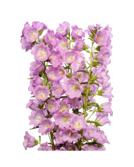 Campanule medium F1 Big Ben Pink (graines enrobées)