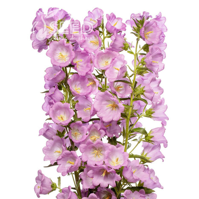 Campanule medium F1 Big Ben Lavender (graines enrobées)