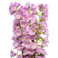 Campanule medium F1 Big Ben Lavender (graines enrobées)
