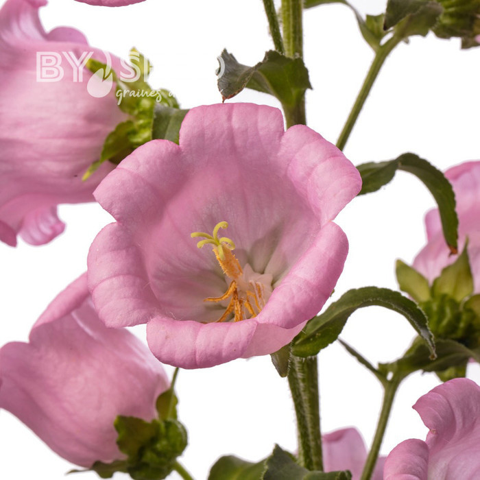 Campanule medium F1 Big Ben Pink (graines enrobées)