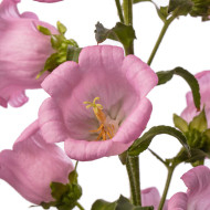 Campanule medium F1 Big Ben Pink (graines enrobées)