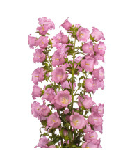 Campanule medium F1 Big Ben White Imp. (graines enrobées)