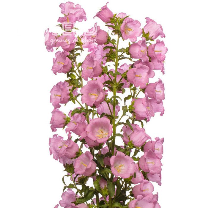 Campanule medium F1 Big Ben Pink (graines enrobées)