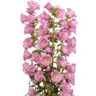 Campanule medium F1 Big Ben Pink (graines enrobées)