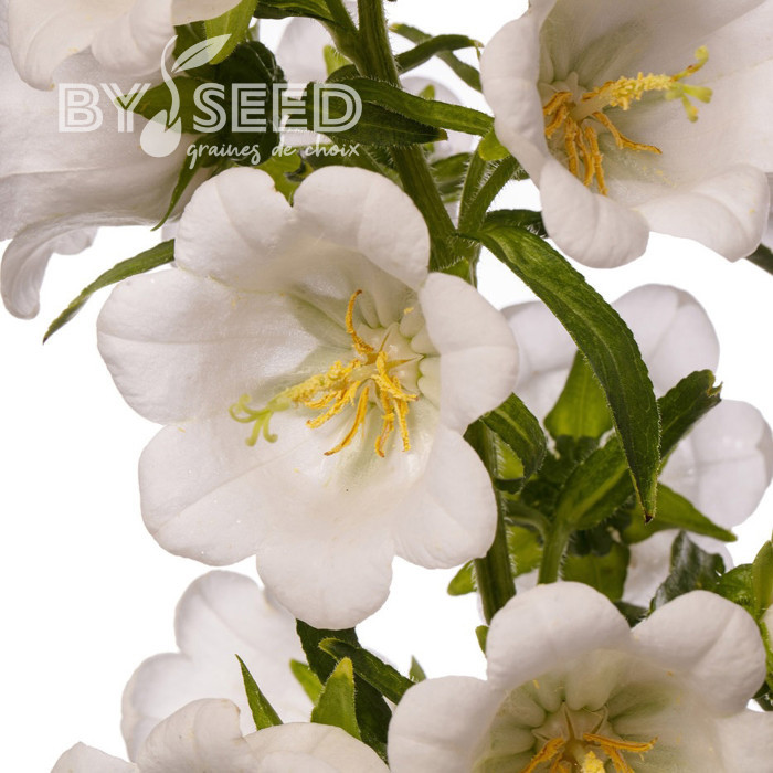 Campanule medium F1 Big Ben White Imp. (graines enrobées)