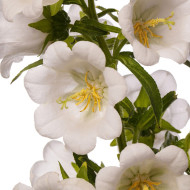 Campanule medium F1 Big Ben White Imp. (graines enrobées)