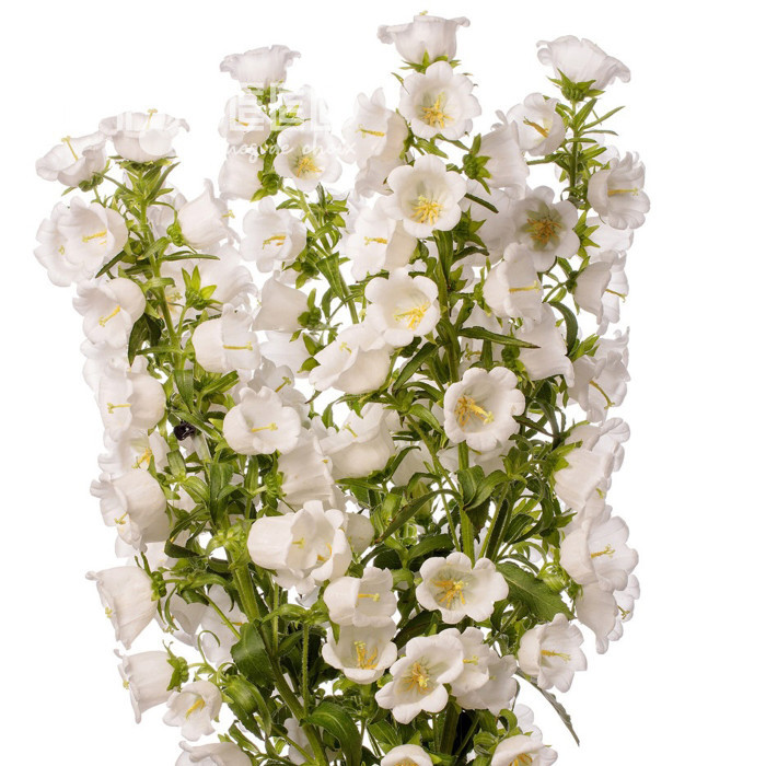 Campanule medium F1 Big Ben White Imp. (graines enrobées)