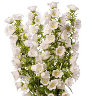 Campanule medium F1 Big Ben White Imp. (graines enrobées)