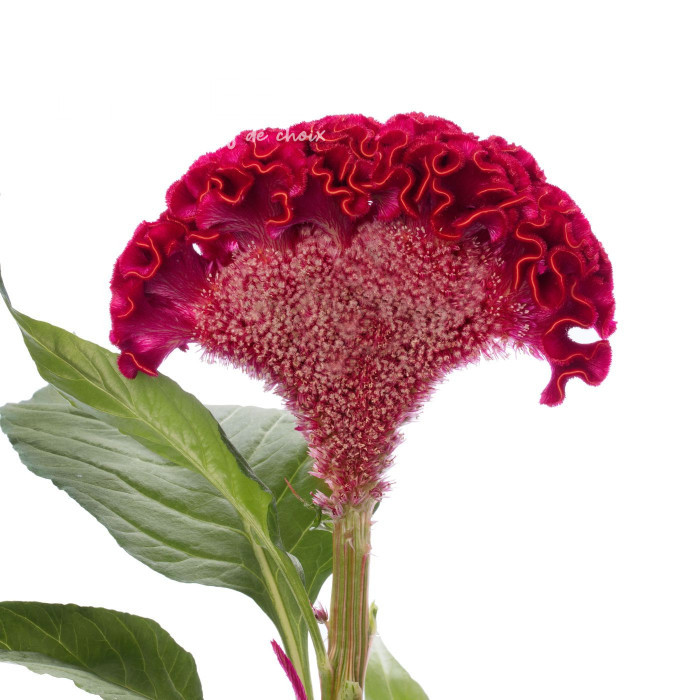 Célosie crête-de-coq Act Dara (velvet)