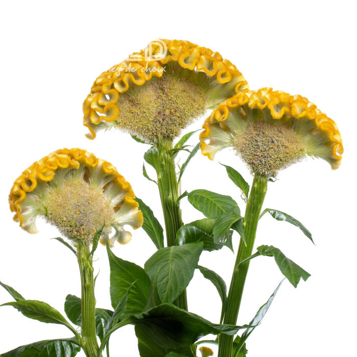 Célosie crête-de-coq Act Inca (yellow)