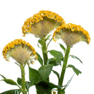 Célosie crête-de-coq Act Inca (yellow)