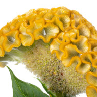 Célosie crête-de-coq Act Inca (yellow)