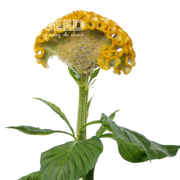Célosie crête-de-coq Act Inca (yellow)