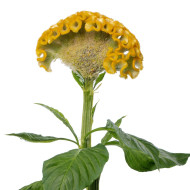 Célosie crête-de-coq Act Inca (yellow)