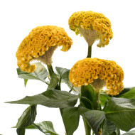 Célosie crête-de-coq Act Inca (yellow)