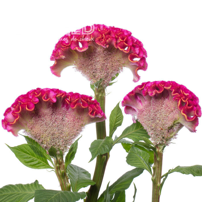 Célosie crête-de-coq Act Rima (rose)