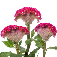 Célosie crête-de-coq Act Rima (rose)