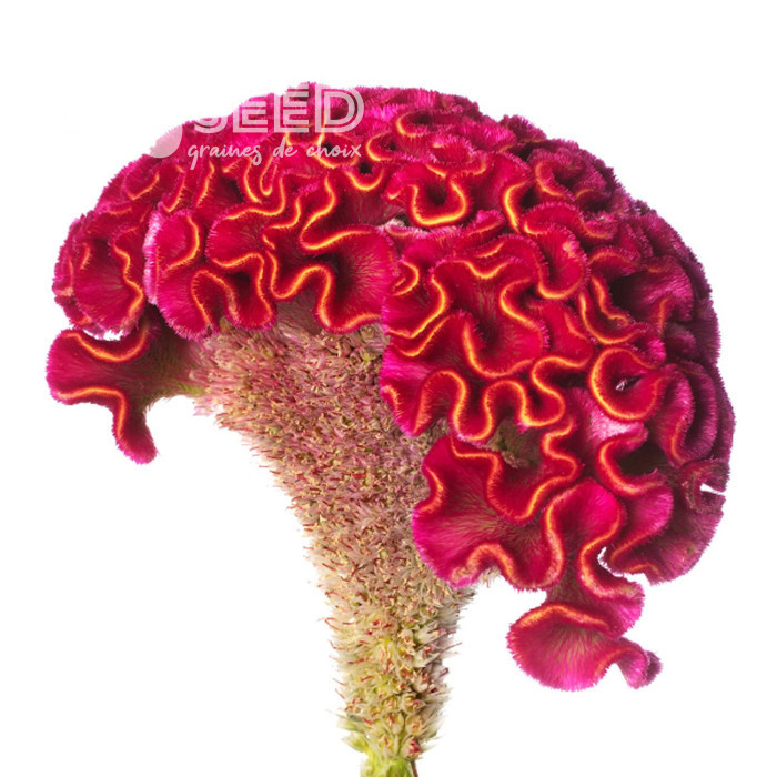 Célosie crête-de-coq Act Rima (rose)