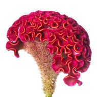 Célosie crête-de-coq Act Rima (rose)