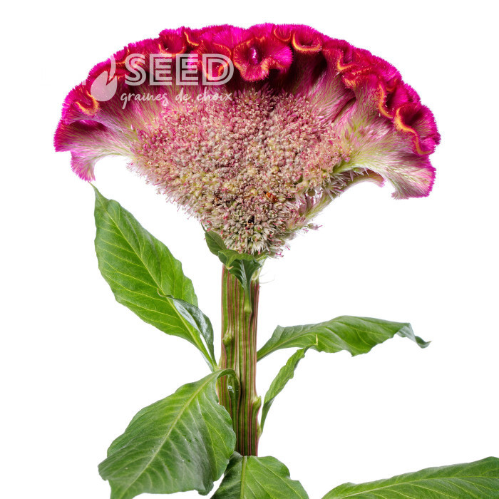 Célosie crête-de-coq Act Rima (rose)