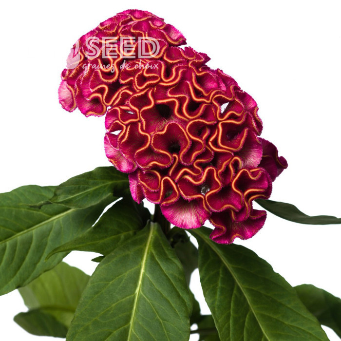 Célosie crête-de-coq Act Rima (rose)