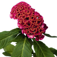 Célosie crête-de-coq Act Rima (rose)