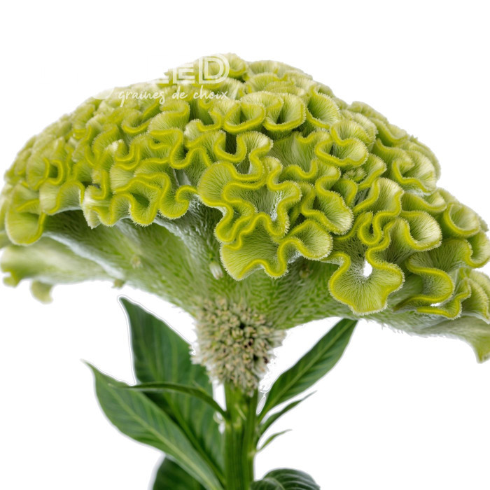 Célosie crête-de-coq Act Verda (green)