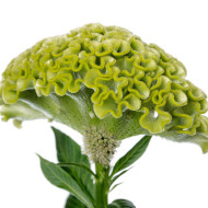 Célosie crête-de-coq Act Verda (green)