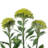 Célosie crête-de-coq Act Verda (green)