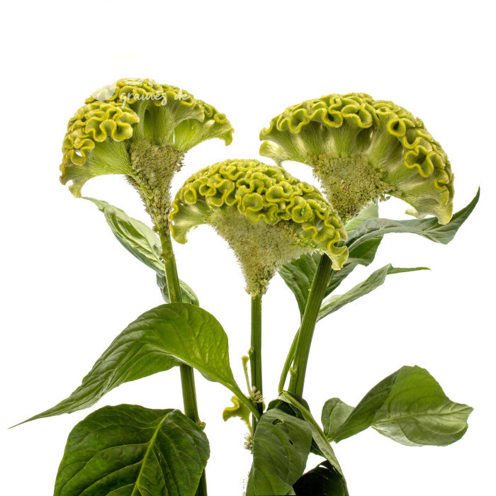 Célosie crête-de-coq Act Verda (green)
