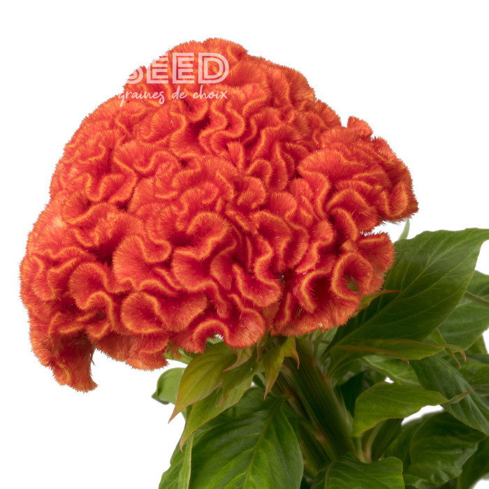 Célosie crête-de-coq Captain Dark Orange