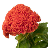 Célosie crête-de-coq Captain Dark Orange
