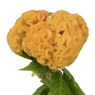 Célosie crête-de-coq Captain Yellow