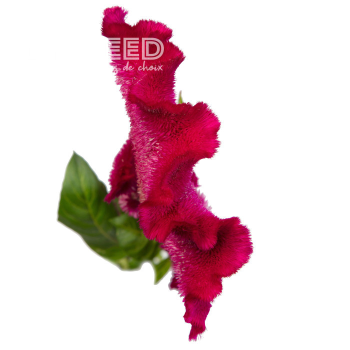 Célosie crête-de-coq Martine Purple