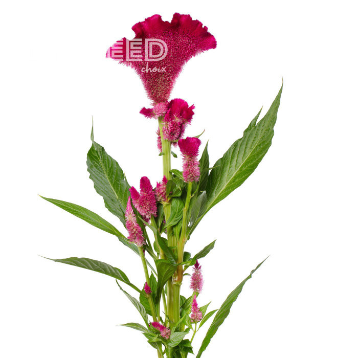 Célosie crête-de-coq Martine Purple