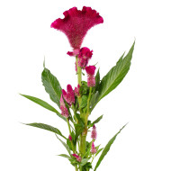 Célosie crête-de-coq Martine Purple