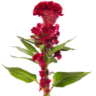 Célosie crête-de-coq Red Jack