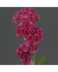 Célosie crête-de-coq Neo Red imp. (graines enrobées)